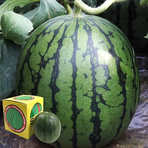 Amazon.co.jp: [予約受付中・4月下旬より発送予定] ピノガール